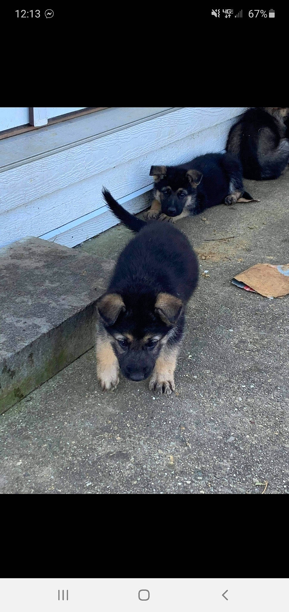 Marley is registered to the contest to win money with this photo: canidae, carnivore, companion_dog, dog, dog_breed, fur, paw, shadow, snapshot, snout, sporting_group, tail, terrestrial_animal, vertebrate, working_animal, working_dog