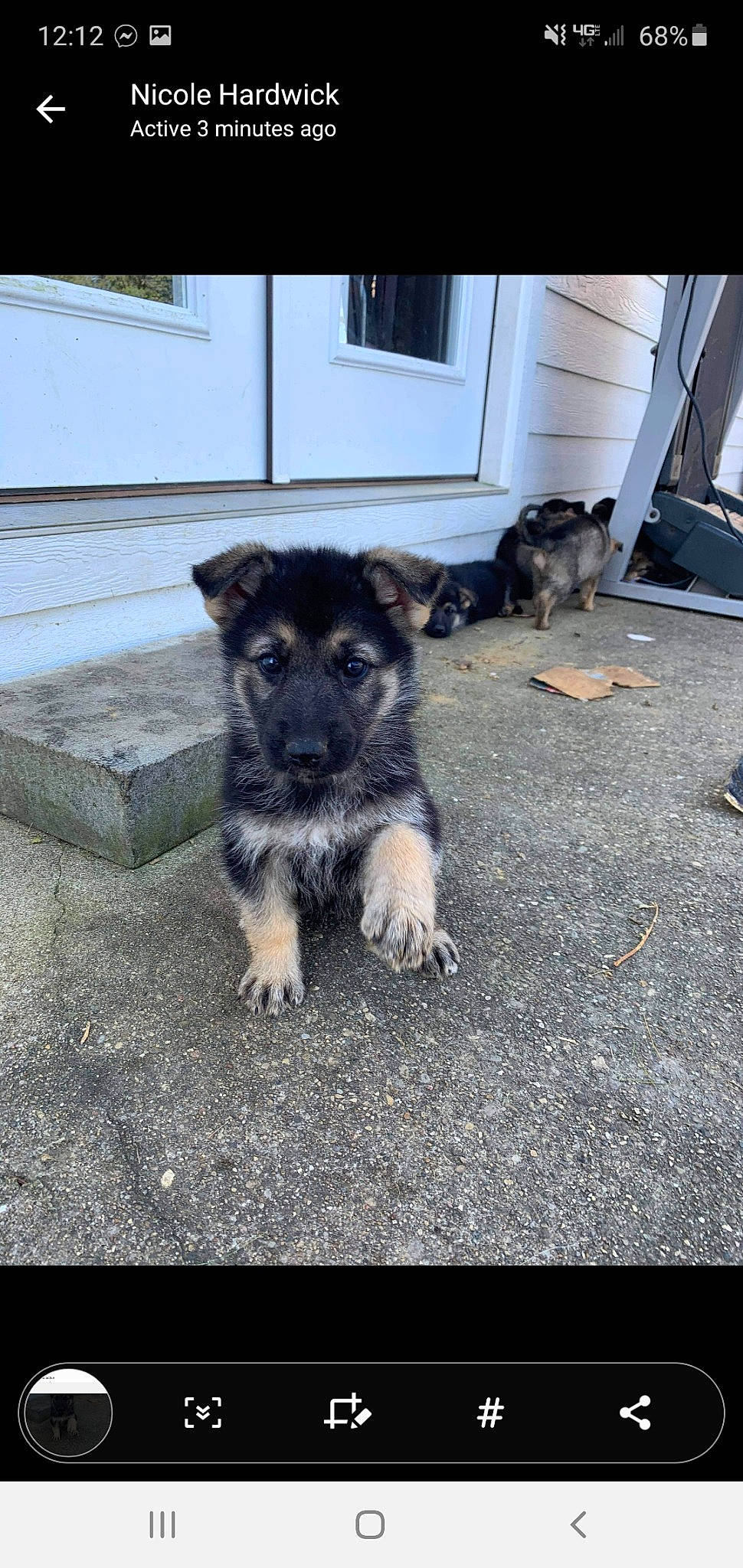 Marley joined the competition — help win amazing prizes! canidae, carnivore, companion_dog, dog, dog_breed, floor, fur, herding_dog, mammal, snout, sporting_group, street_dog, vertebrate, working_animal, working_dog