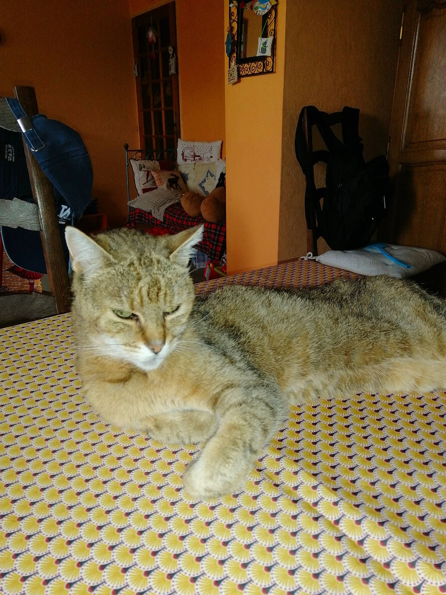 Dragibus participe au concours pour gagner de l'argent avec cette photo : bedding, carnivore, cat, comfort, domestic_short_haired_cat, fawn, felidae, flooring, fur, grey, linens, nap, picture_frame, room, small_to_medium_sized_cats, snout, tail, terrestrial_animal, whiskers, wood