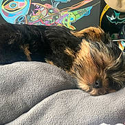 Boogie is registered to the contest to win money with this photo: animal, art, background, blanket, canine, closeup, colorful, cozy, cute, dog, fur, home, indoor, napping, pet, portrait, relaxation, rest, sleeping, soft