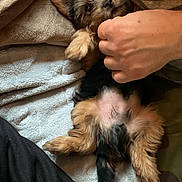 Boogie joined the competition — help win amazing prizes! puppy, dog, hand, blanket, fur, ears, cute, pet, lying_down, cozy, playful, indoor, snuggle, relaxed, small_dog, human, paw, comfort, brown, black