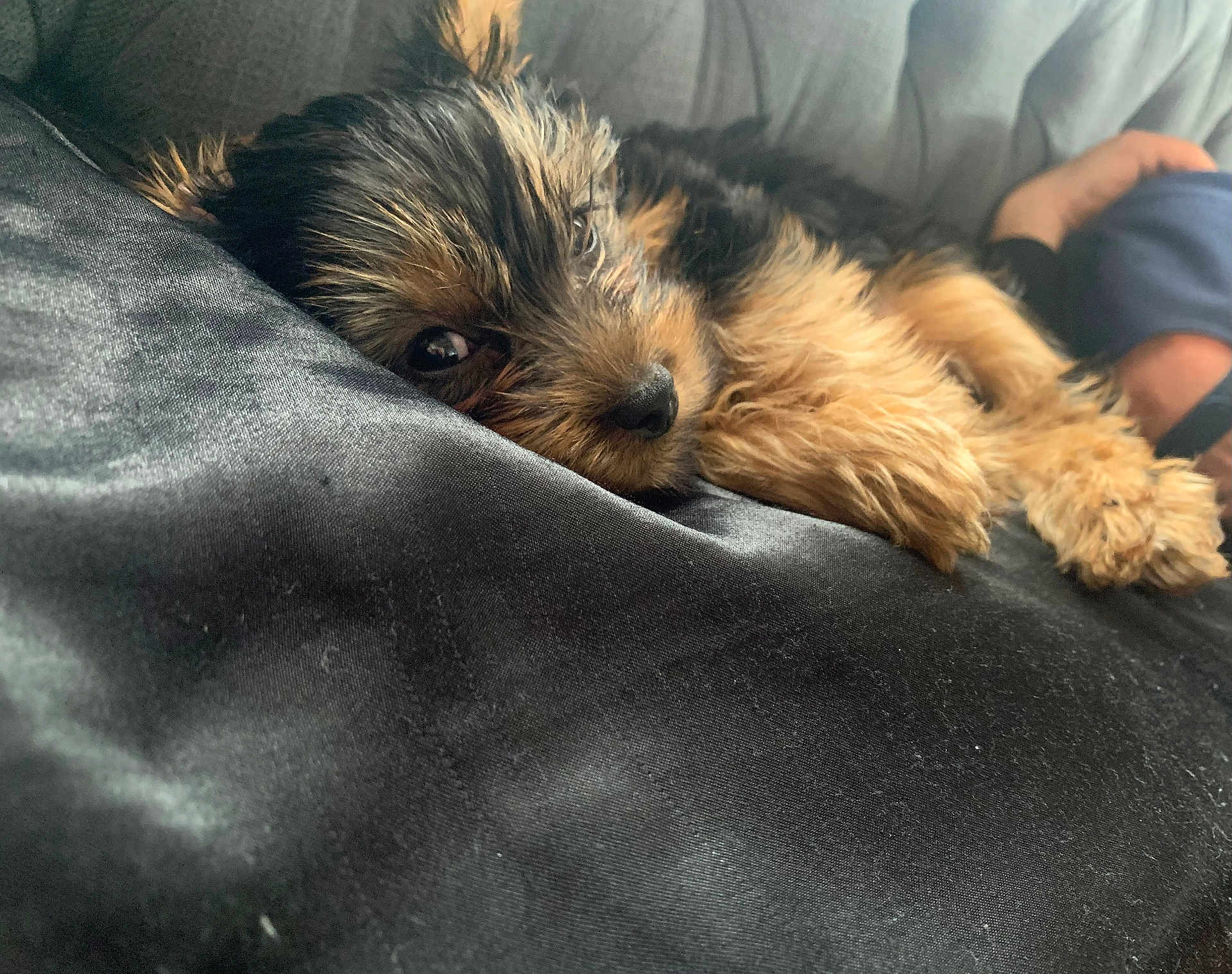 Boogie joined the competition — help win amazing prizes! puppy, dog, pet, cute, sleeping, fur, cushion, sofa, indoor, cozy, relaxed, companion, closeup, black, brown, animal, domestic_animal, resting, soft, young