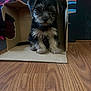Boogie is registered to the contest to win money with this photo: puppy, dog, cardboard_box, floor, wooden_floor, indoor, pet, animal, fur, sitting, small_dog, cute, young, household, background, mural, colorful, black_and_brown, shaggy, domestic