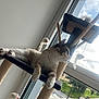 Hoona a rejoint le concours — aidez-le/la à gagner de superbes lots ! cat, cat_tree, toy, window, daylight, indoor, relaxed, feline, paw, fur, resting, dangling_toys, urban, outdoor_view, nature, sky, clouds, building, calm, home