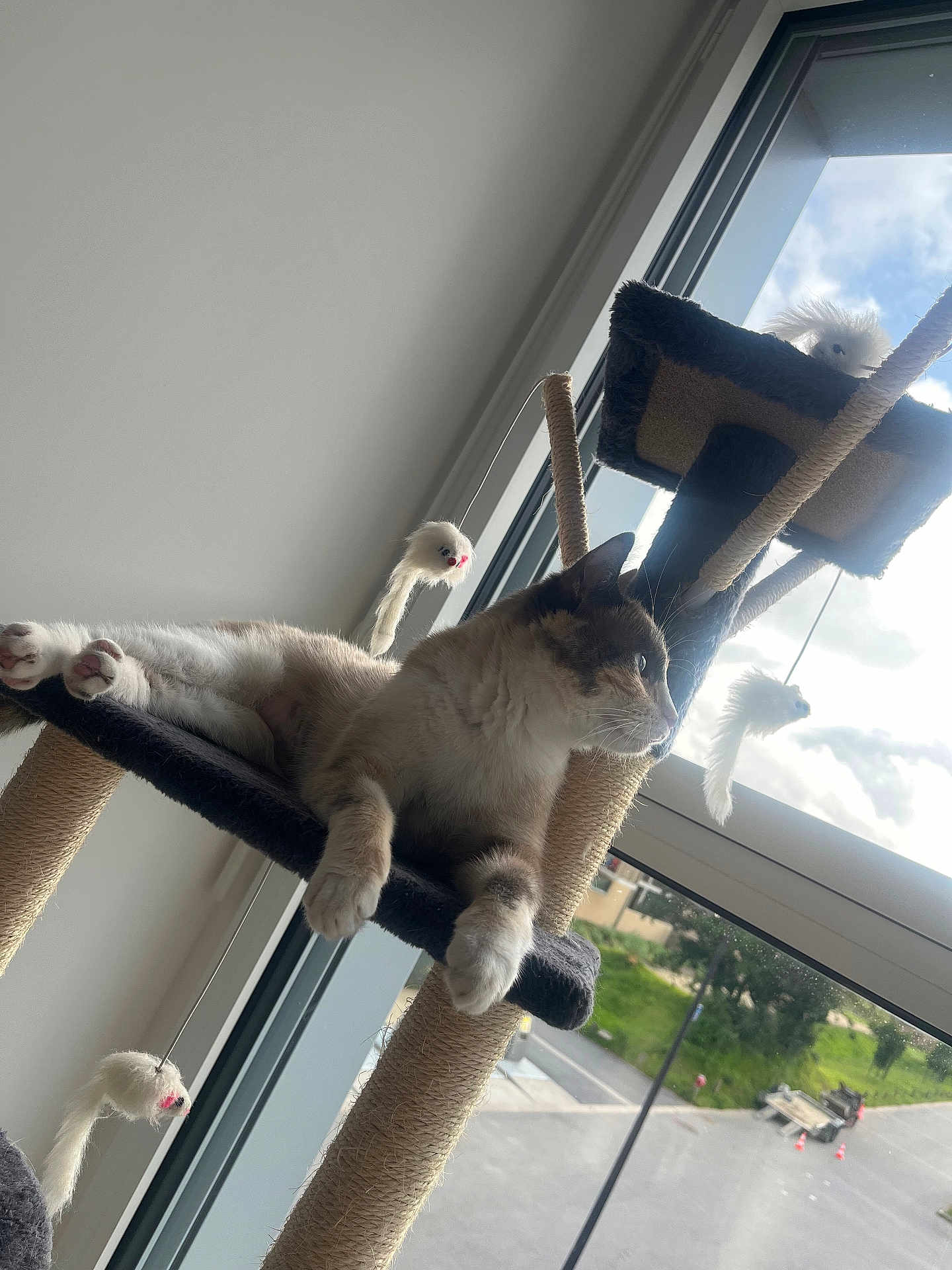 Hoona a rejoint le concours — aidez-le/la à gagner de superbes lots ! cat, cat_tree, toy, window, daylight, indoor, relaxed, feline, paw, fur, resting, dangling_toys, urban, outdoor_view, nature, sky, clouds, building, calm, home
