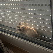 Hoona a rejoint le concours — aidez-le/la à gagner de superbes lots ! cat, windowsill, blind, indoor, pet, feline, light, shadow, relaxing, cozy, animal, fur, whiskers, ears, tail, home, quiet, resting, daylight, curtains