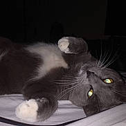 Jefé joined the competition — help win amazing prizes! animal, bed, cat, close_up, cute, dark_background, domestic_cat, feline, flash, fur, gray_cat, indoor, lying_down, night, paw, pet, relaxed, sleepy, whiskers, white_paws