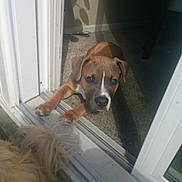 Bobbayagah is registered to the contest to win money with this photo: puppy, dog, doorway, carpet, shadow, indoor, curious, brown, white, fluffy, tail, pet, animal, house, floor, light, shadow_play, companion, friendship, waiting