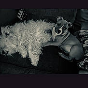 Bobbayagah is registered to the contest to win money with this photo: dog, puppy, fluffy_dog, couch, sofa, pet, lying_down, sleeping, cuddling, companion, indoors, blanket, pillow, looking_at_camera, portrait, fur, small_dog, medium_dog, domestic_animal, relaxed