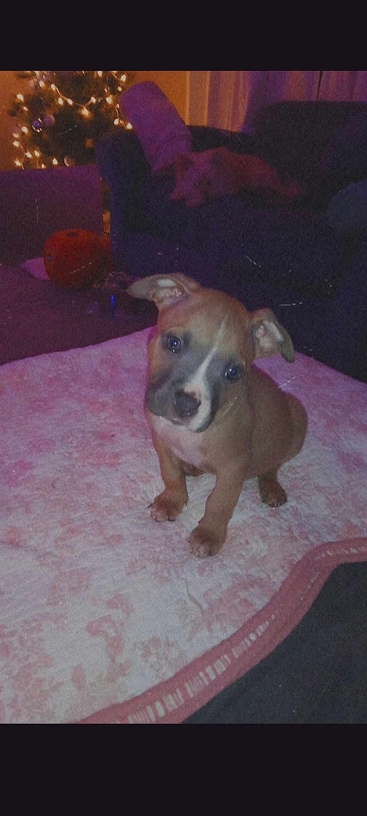 Bobbayagah joined the competition — help win amazing prizes! puppy, dog, pet, indoor, christmas_tree, couch, blanket, carpet, living_room, toy, soft_lighting, night, christmas_lights, brown_coat, cute, sitting, portrait, cozy, floor_mat, small_puppy