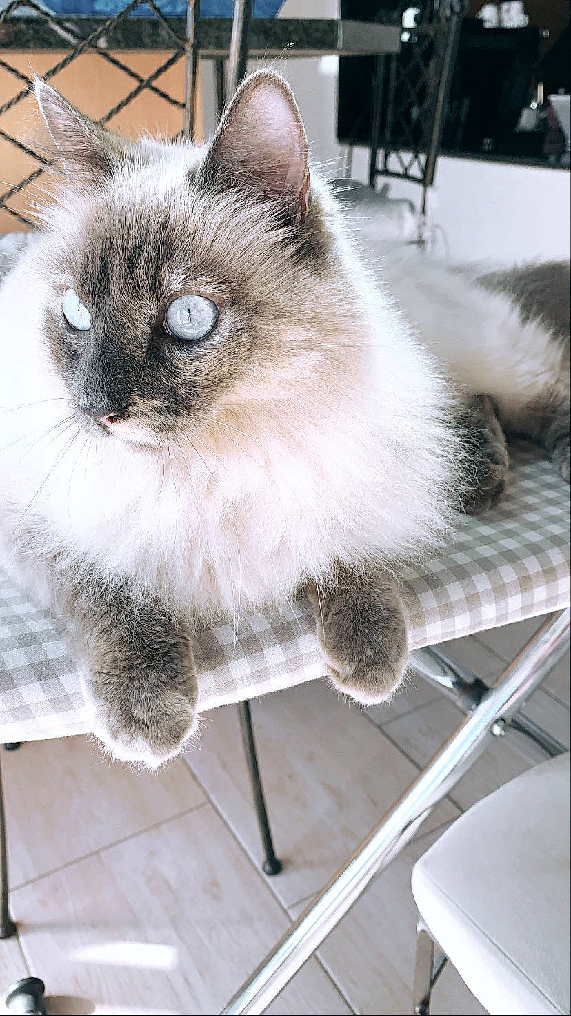 Kayla a rejoint le concours — aidez-le/la à gagner de superbes lots ! balinese, birman, box, carnivore, cat, chair, domestic_short_haired_cat, fawn, felidae, flooring, fur, ragdoll, siamese, small_to_medium_sized_cats, snout, thai, tonkinese, whiskers