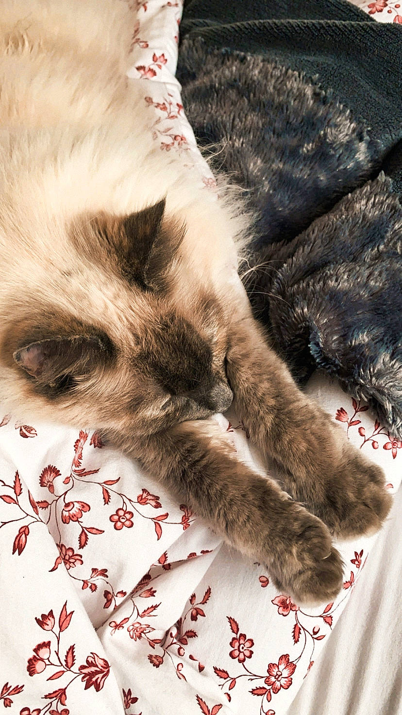 Kayla participe au concours pour gagner de l'argent avec cette photo : carnivore, cat, claw, comfort, domestic_short_haired_cat, fawn, felidae, fur, linens, mammal, nap, paw, siamese, sleep, small_to_medium_sized_cats, snout, tail, terrestrial_animal, textile, whiskers