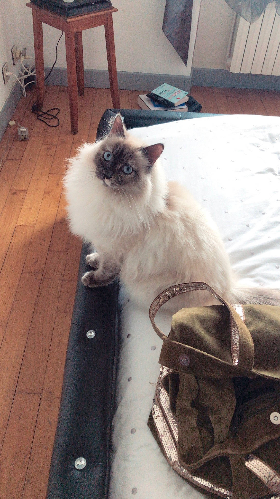 Kayla participe au concours pour gagner de l'argent avec cette photo : birman, carnivore, cat, fashion_design, fawn, felidae, flooring, fur, grey, hardwood, natural_material, ragdoll, siamese, small_to_medium_sized_cats, tail, whiskers, white, wood, wood_flooring