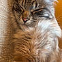 animal, cat, closeup, comfort, cozy, cute, ears, feline, fluffy, fur, indoor, mammal, nap, pet, relaxed, resting, sleeping, tabby, texture, whiskers