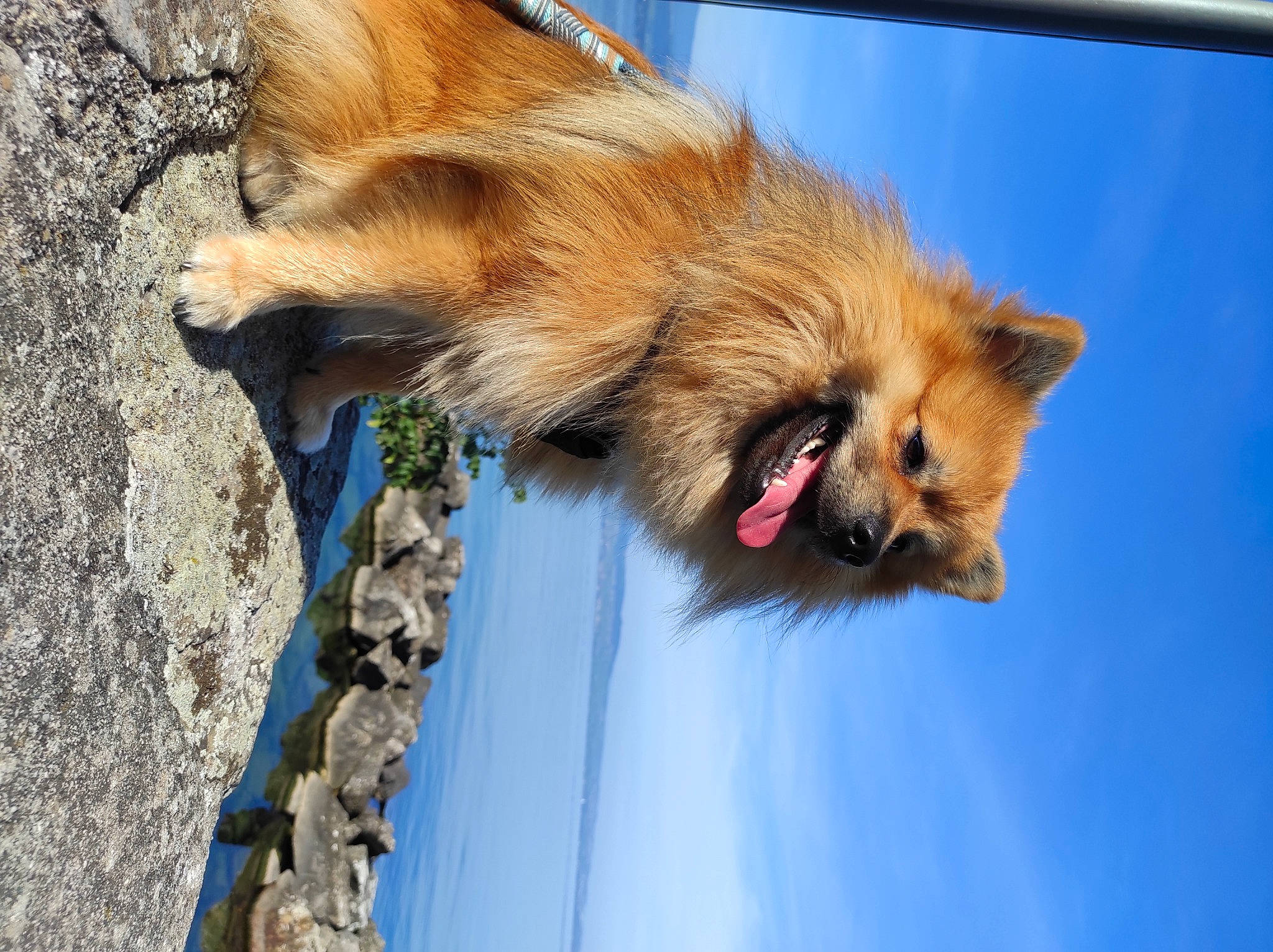 Titan participe au concours pour gagner de l'argent avec cette photo : canidae, carnivore, companion_dog, dog, dog_breed, fawn, fur, german_spitz, german_spitz_mittel, liver, sky, snout, spitz, sporting_group, tail, terrestrial_animal, volpino_italiano, whiskers, wildlife, wood