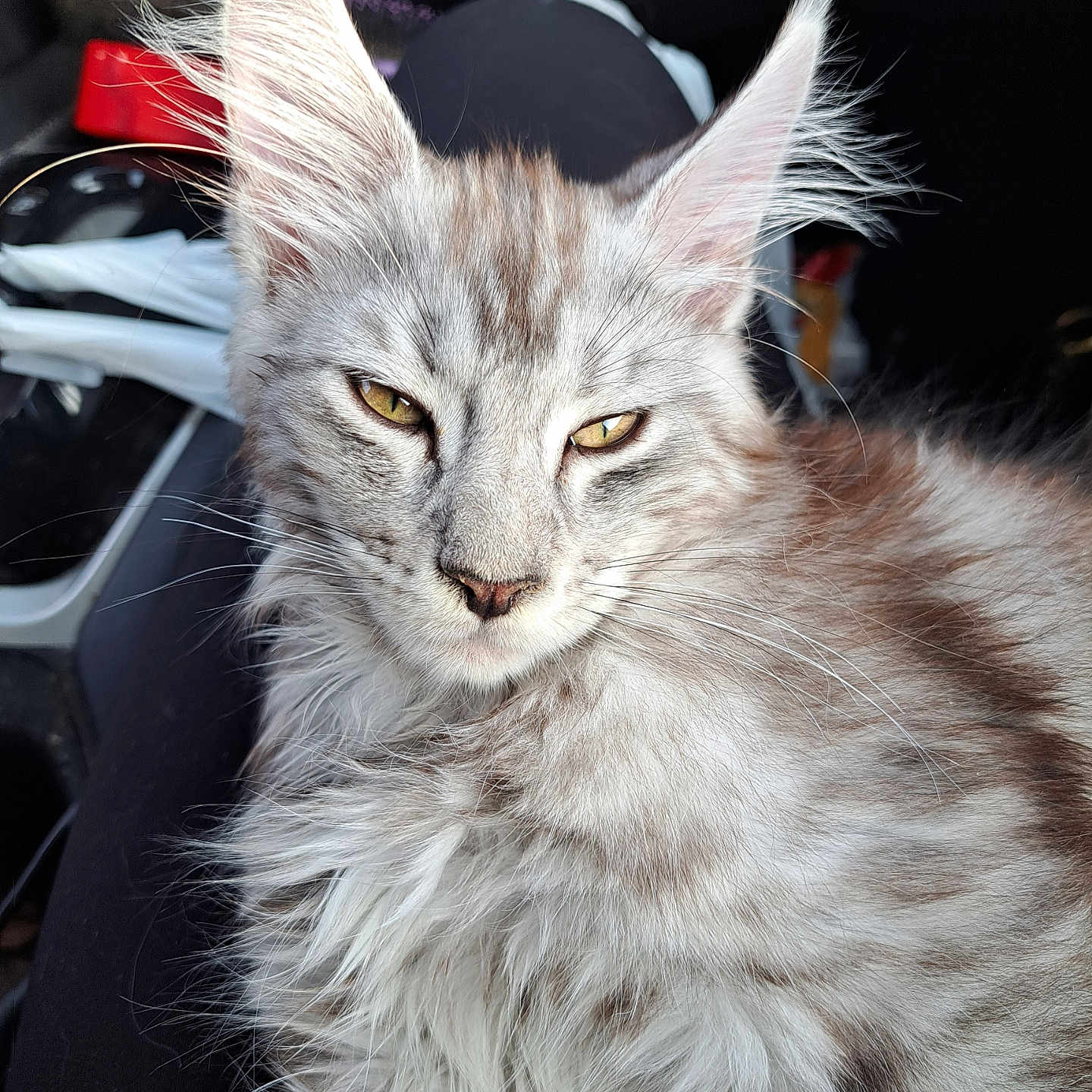 Harley