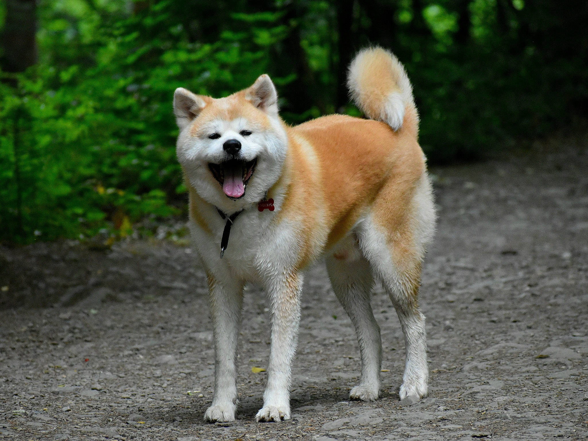 Shintaro a rejoint le concours — aidez-le/la à gagner de superbes lots ! ancient_dog_breeds, canidae, carnivore, companion_dog, dog, dog_breed, fawn, grass, non_sporting_group, plant, snout, sporting_group, tail, terrestrial_animal, tree, wildlife, working_animal, working_dog