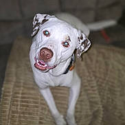 Bryan joined the competition — help win amazing prizes! animal, blanket, brown_spots, canine, close_up, collar, cute, dog, ears, friendly, happy_dog, house, indoor, looking_up, pet, portrait, smiling_dog, tail, texture, white_dog
