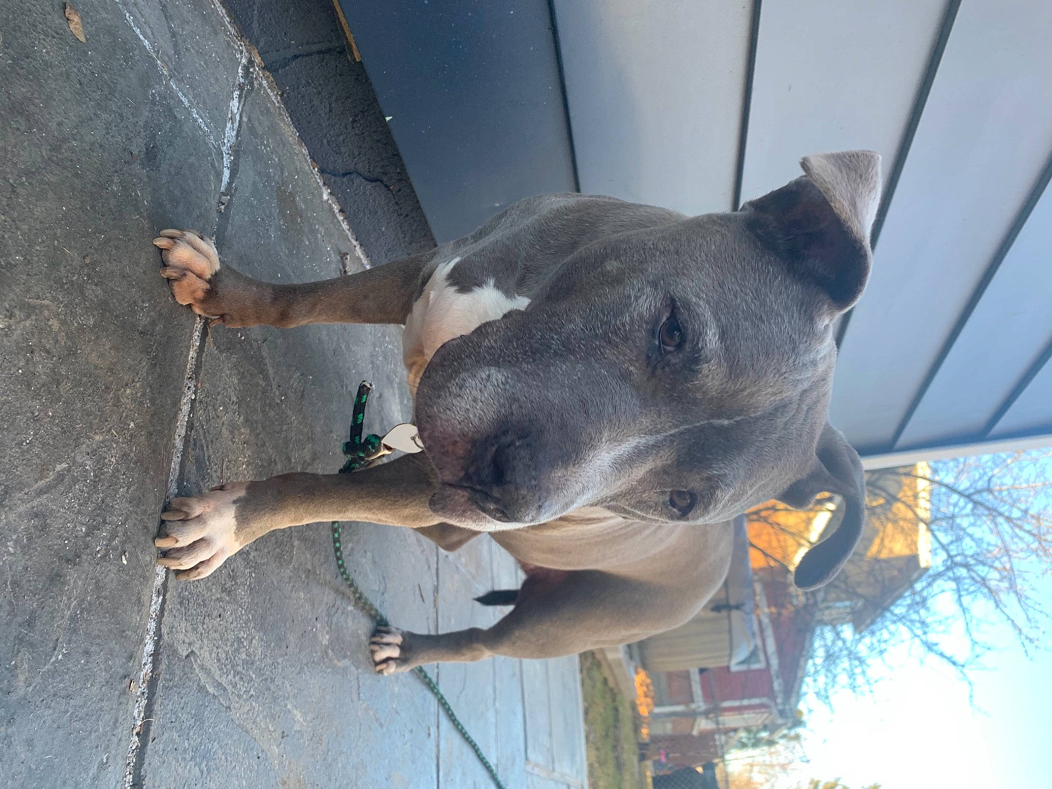 Violet is registered to the contest to win money with this photo: adventure, carnivore, collar, concrete, dog, dog_breed, fawn, grey, non_sporting_group, sculpture, sky, snout, sporting_group, tree, window, working_animal, working_dog