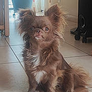 Laïka a rejoint le concours — aidez-le/la à gagner de superbes lots ! animal, brown_fur, dog, fluffy, furniture, indoors, long_hair, pet, plush_toy, pointy_ears, portrait, potted_plant, sitting, small_dog, smartphone_screenshot, tiled_floor, toy, white_chest, wide_eyes, window