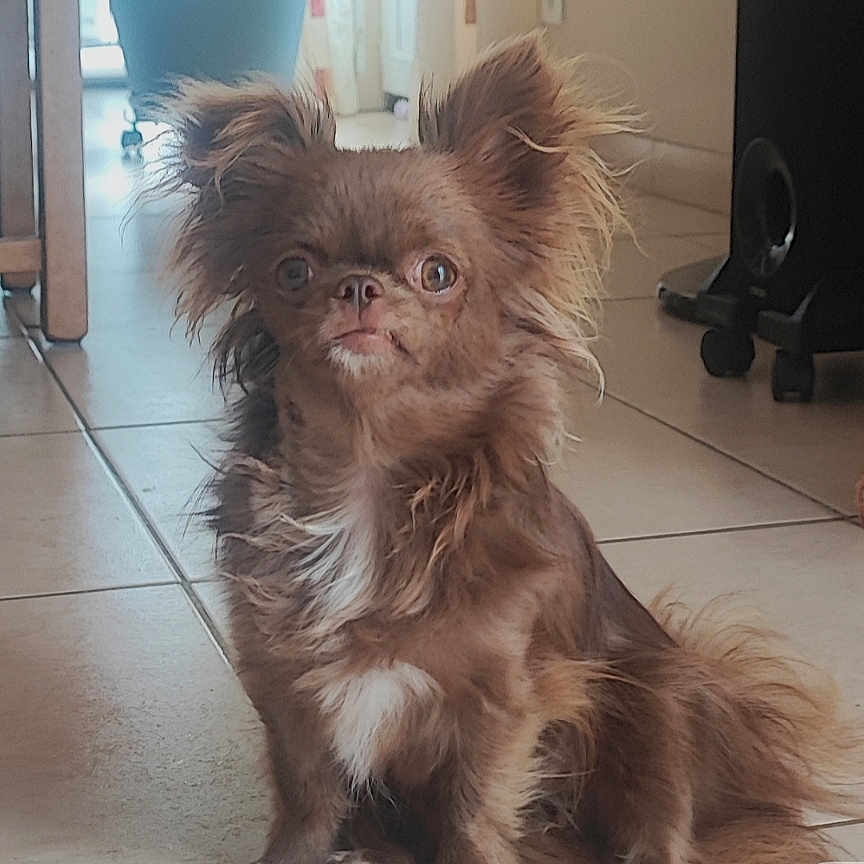 Laïka a rejoint le concours — aidez-le/la à gagner de superbes lots ! animal, brown_fur, dog, fluffy, furniture, indoors, long_hair, pet, plush_toy, pointy_ears, portrait, potted_plant, sitting, small_dog, smartphone_screenshot, tiled_floor, toy, white_chest, wide_eyes, window