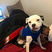 Nova joined the competition — help win amazing prizes! bed, bedroom, black_and_white_dog, blanket, blue_sweater, cozy, dog, dog_face, human_face, indoor, laptop, looking_at_camera, person, pet, pillow, puppy, resting, sitting, smartphone, wall