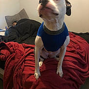 Nova joined the competition — help win amazing prizes! dog, pet, blue_sweater, red_blanket, bed, blanket, pillow, sleeping_person, person, indoor, bedroom, canine, paws, snout, fur, eyes, coat, home, cozy, portrait