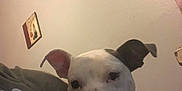 Nova is registered to the contest to win money with this photo: dog, pet, pitbull, white_dog, face, ears, snout, nose, collar, harness, person, arm, t_shirt, wall, wall_art, painting, indoor, close_up, looking_at_camera, cuddling