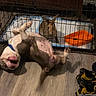 animal, cage, companion, curious, cute, dog, domestic, fence, floor, funny_pose, home, indoor, pen, pet, pet_care, playful, rabbit, resting, shoes, wooden_floor