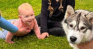 Briar joined the competition — help win amazing prizes! baby, child, girl, dog, husky, grass, outdoor, pet, animal, person, hand, braids, smiling, crawling, sitting, young_child, nature, companionship, family, casual_clothing