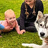 baby, child, girl, dog, husky, grass, outdoor, pet, animal, person, hand, braids, smiling, crawling, sitting, young_child, nature, companionship, family, casual_clothing