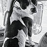 Spotted Rotten Mucca is registered to the contest to win money with this photo: backseat, black_and_white, canine, car_interior, collar, curiosity, dashboard, dog, fur, leather_seat, looking_out, nose, paw, portrait, reflection, seat, side_mirror, standing, vehicle, window