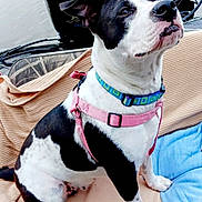 Spotted Rotten Mucca joined the competition — help win amazing prizes! adorable, black_and_white, blanket, boat, canine, closeup, collar, cute, dog, ears, harness, nose, outboard_motor, paw, pet, portrait, seat, sitting, textile, water