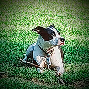 Spotted Rotten Mucca is registered to the contest to win money with this photo: dog, pet, grass, outdoor, sitting, black_and_white_dog, collar, leash, tongue, cute, canine, portrait, ground, playful, relaxed, sunlight, greenery, single_animal, park, stylized_filter