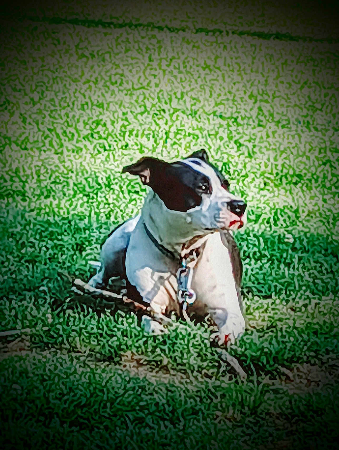 Spotted Rotten Mucca is registered to the contest to win money with this photo: dog, pet, grass, outdoor, sitting, black_and_white_dog, collar, leash, tongue, cute, canine, portrait, ground, playful, relaxed, sunlight, greenery, single_animal, park, stylized_filter
