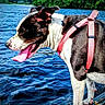 boat, canine, clouds, dog, edge, forest, lake, nature, outdoors, panting, paws, pet, pink_harness, sky, standing, summer, tongue_out, trees, water, waves