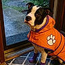 Spotted Rotten Mucca joined the competition — help win amazing prizes! boots, dog, doormat, expressive_face, hardwood_floor, indoor, looking_up, orange_coat, paw_print, pet, pit_bull, porch, portrait, purple_boots, rain, raincoat, rug, sitting, wet, window