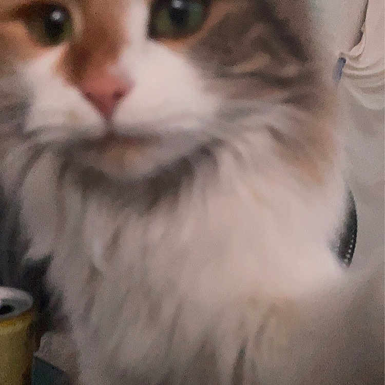 Moki