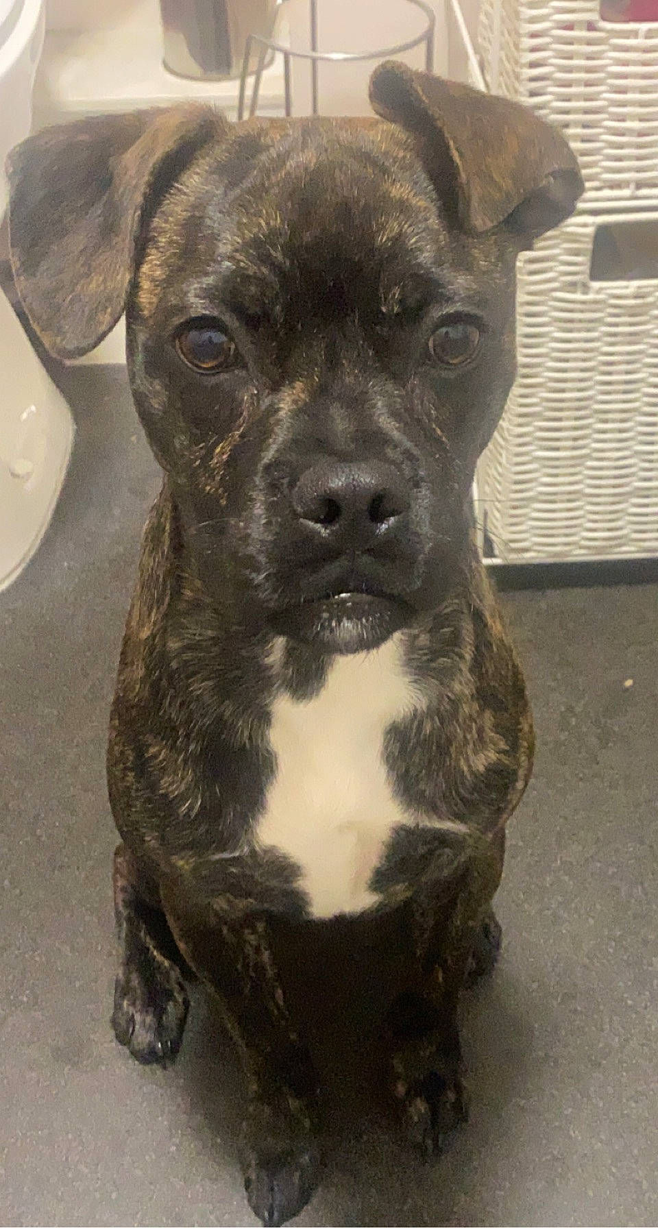 Diesel joined the competition — help win amazing prizes! ancient_dog_breeds, canidae, carnivore, companion_dog, dog, dog_breed, fawn, fur, guard_dog, molosser, non_sporting_group, puppy, serveware, snout, terrestrial_animal, toy_dog, whiskers, window, working_animal, working_dog