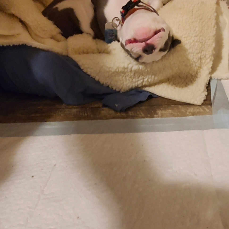 Big Tex joined the competition — help win amazing prizes! american_bulldog, boston_terrier, bulldog, canidae, carnivore, companion_dog, dog, dog_breed, fawn, french_bulldog, nap, non_sporting_group, old_english_bulldog, olde_english_bulldogge, puppy, puppy_love, sleep, toy_bulldog