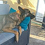 Nino participe au concours pour gagner de l'argent avec cette photo : animal, canine, collar, concrete_floor, cushion, dog, furniture, german_shepherd, outdoor, patio, peaceful, quiet, relaxed, resting, shadow, side_view, sofa, sunlight, wall, wicker_sofa
