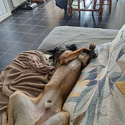 Nino a rejoint le concours — aidez-le/la à gagner de superbes lots ! blanket, canine, chair, comfort, couch, cozy, dog, floor, fur, home, indoor, living_room, lying_down, paw, pet, relaxed, resting, table, tile_floor, wooden_furniture