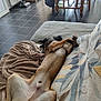 blanket, canine, chair, comfort, couch, cozy, dog, floor, fur, home, indoor, living_room, lying_down, paw, pet, relaxed, resting, table, tile_floor, wooden_furniture