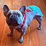 Polly Barker joined the competition — help win amazing prizes! animal, brown, canine, collar, companion, cute, diaper, dog, domestic_animal, ears, floor, french_bulldog, fur, indoor, looking_up, paw, pet, small_dog, standing, wooden_floor