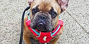 Polly Barker is registered to the contest to win money with this photo: animal, brown, canine, closeup, companion, curious, cute, dog, ears, french_bulldog, harness, leash, looking_up, outdoor, pavement, pet, puppy, sitting, walk, young