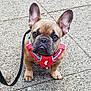 animal, brown, canine, closeup, companion, curious, cute, dog, ears, french_bulldog, harness, leash, looking_up, outdoor, pavement, pet, puppy, sitting, walk, young
