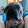 Polly Barker is registered to the contest to win money with this photo: animal, bed, blanket, canine, close_up, companion, cozy, cute, dog, domestic_animal, french_bulldog, furniture, household, indoor, living_room, pet, portrait, relaxed, watching_tv, wrinkled_face