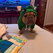 Polly Barker is registered to the contest to win money with this photo: animal_clothing, bed, cute, diver, dog, door, expression, floor, french_bulldog, green, hoodie, indoor, living_room, pet, quilt, ship, television, towel, underwater_scene, wooden_furniture