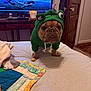 animal_clothing, bed, cute, diver, dog, door, expression, floor, french_bulldog, green, hoodie, indoor, living_room, pet, quilt, ship, television, towel, underwater_scene, wooden_furniture