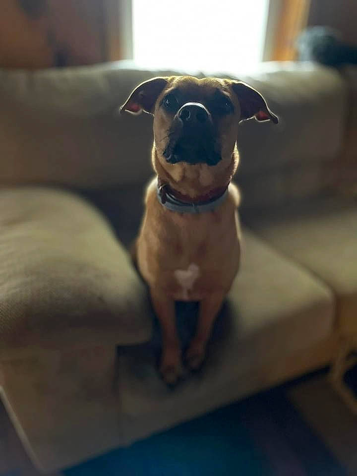 Piper joined the competition — help win amazing prizes! carnivore, collar, comfort, companion_dog, couch, dog, dog_breed, dog_collar, fawn, furniture, gadget, pet_supply, snout, sporting_group, sunglasses, table, toy_dog, whiskers, wood, working_animal